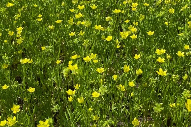 tiny yellow flowered plants covering the ground