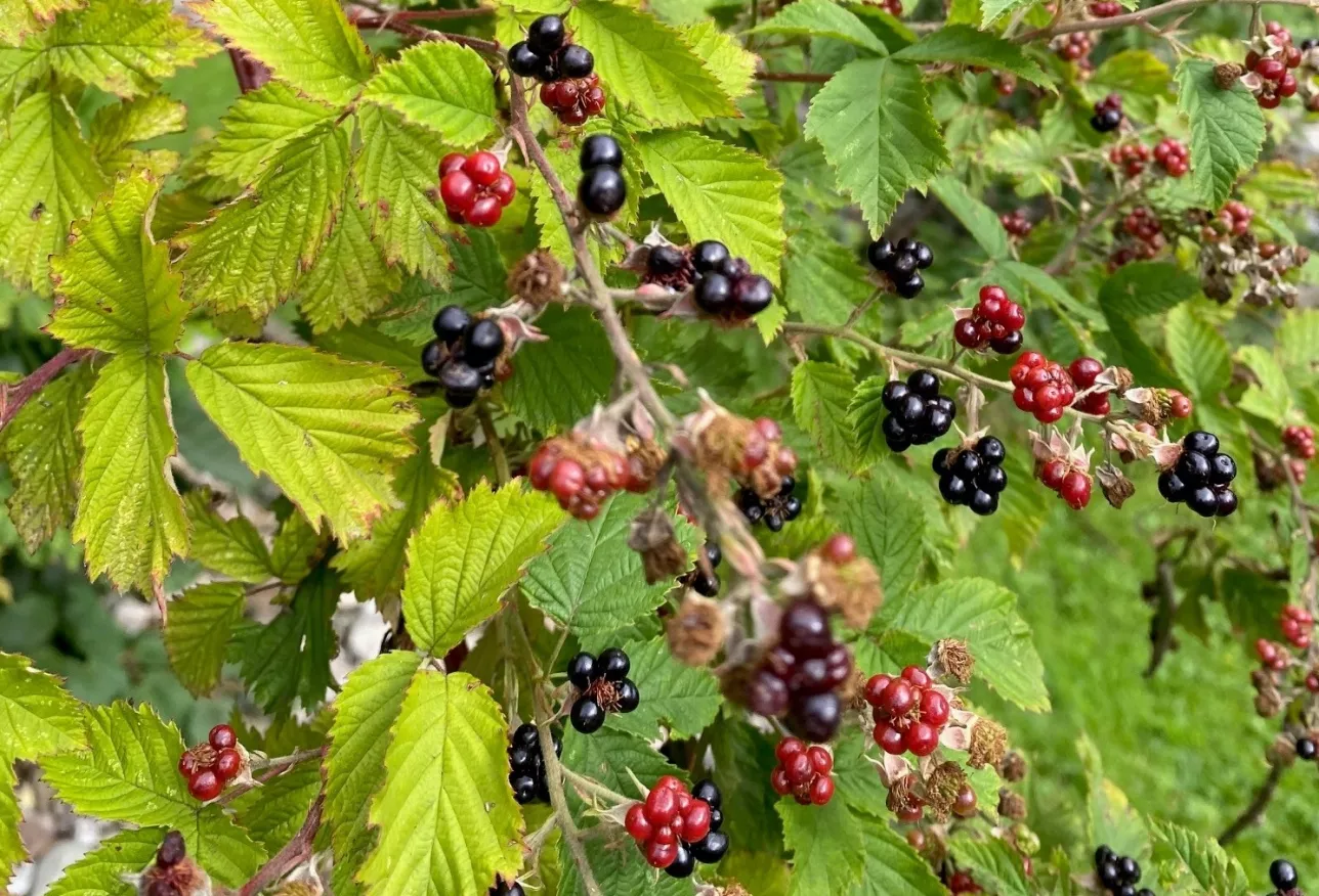 close up of blackberry leaves and fruits