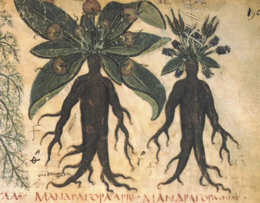 medieval painting of plants with human like root taps