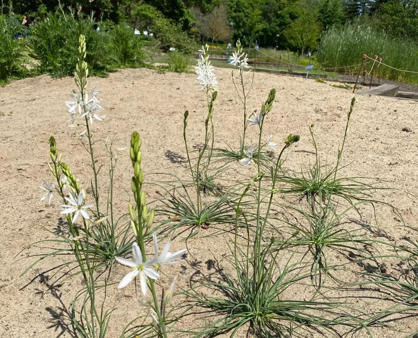 St Bernard's lilies growing on sandy ground in the botanic garden